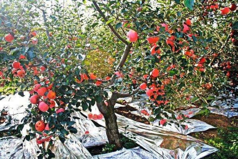 万福通苹果反光膜地膜葡萄苹果桃子打孔镀铝反光膜