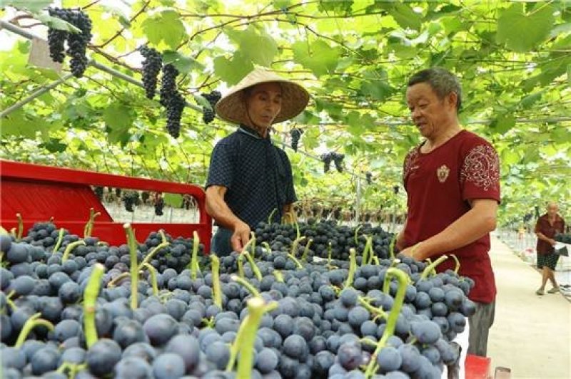 万福通苹果反光膜地膜葡萄苹果桃子打孔镀铝反光膜