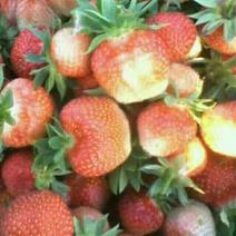 出售草莓苗，抗寒品种草莓苗，四季草莓苗东北陆地种植草莓苗