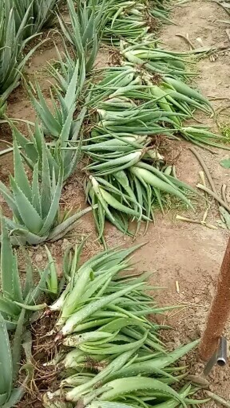芦荟苗——库拉索大芦荟