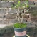包邮横州市重瓣白色茉莉花苗4年苗当年开花(10棵起批)