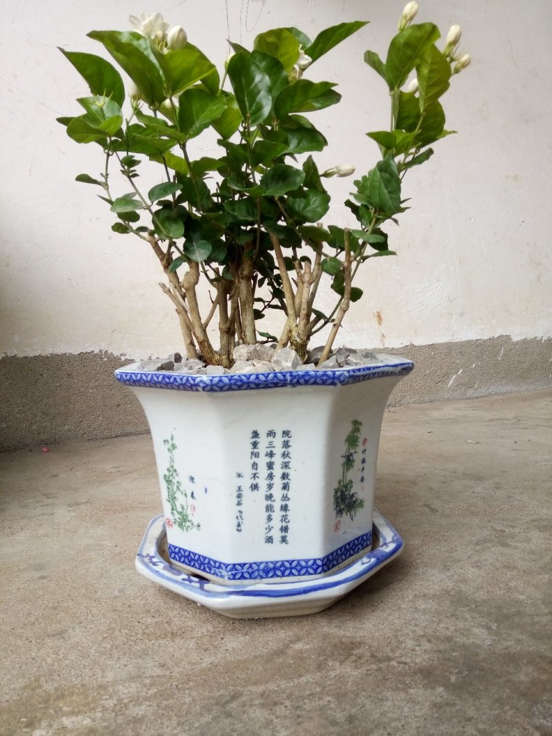 包邮横州市重瓣白色茉莉花苗4年苗当年开花(10棵起批)