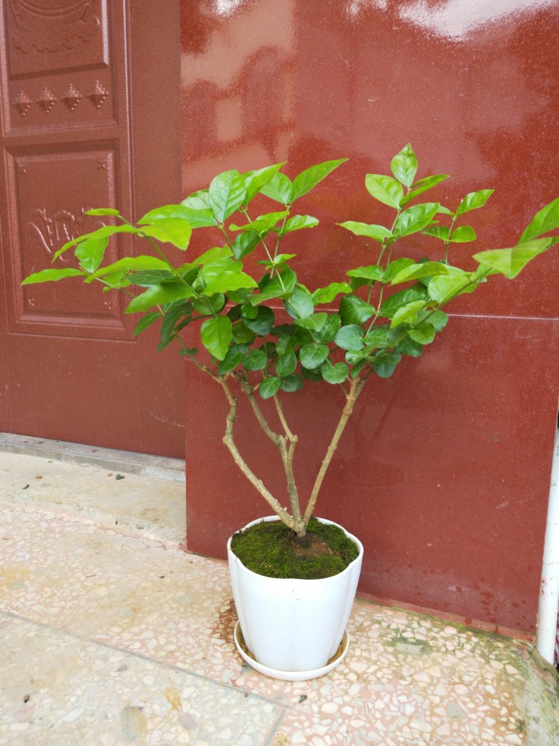 包邮横州市重瓣白色茉莉花苗4年苗当年开花(10棵起批)