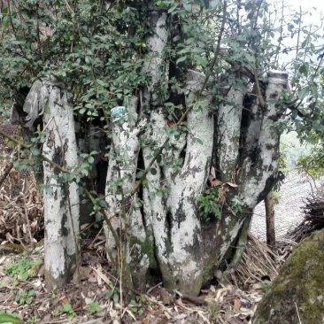 金弹子树桩