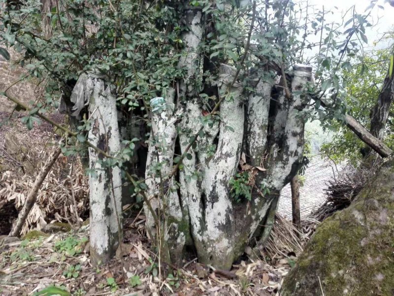 金弹子树桩