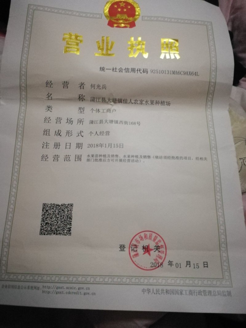 出售不知火丑柑凸顶柑柑橘嫁接苗苗高45-65cm