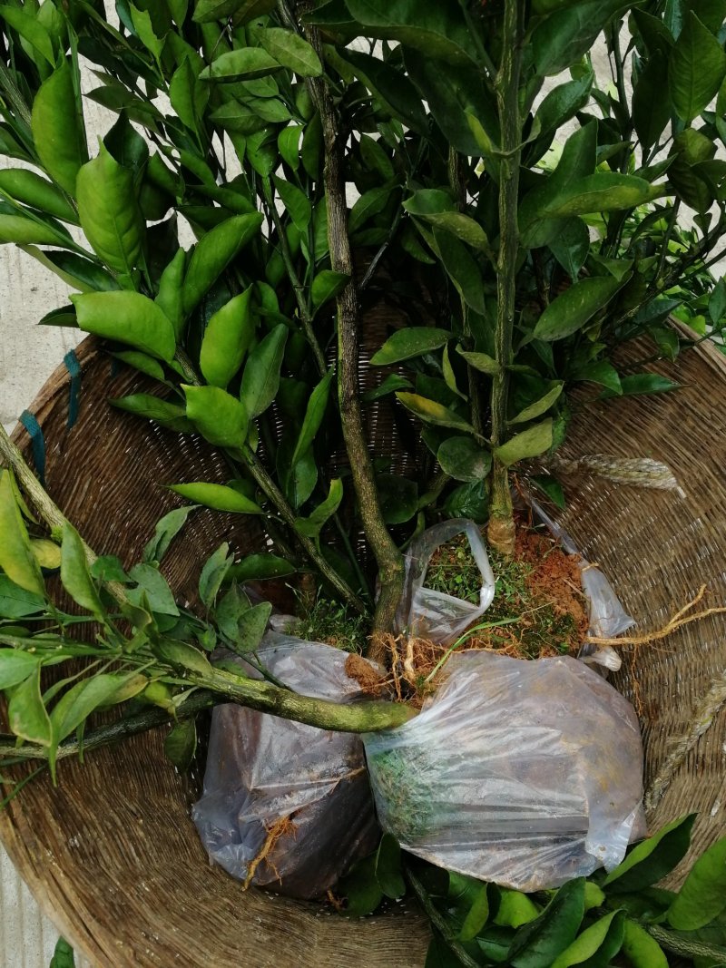 出售不知火丑柑凸顶柑柑橘嫁接苗苗高45-65cm