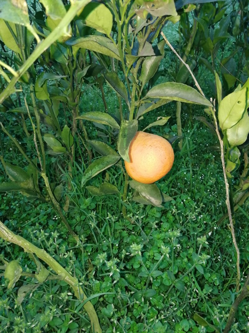 出售不知火丑柑凸顶柑柑橘嫁接苗苗高45-65cm