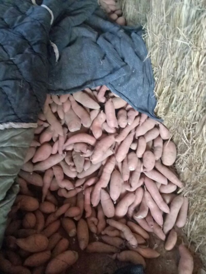红心王地瓜