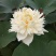 水生植物