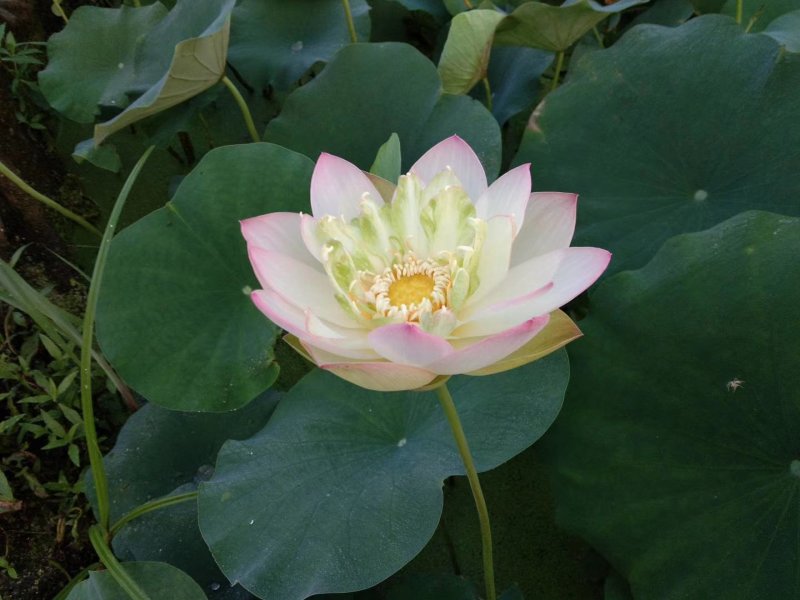 水生植物