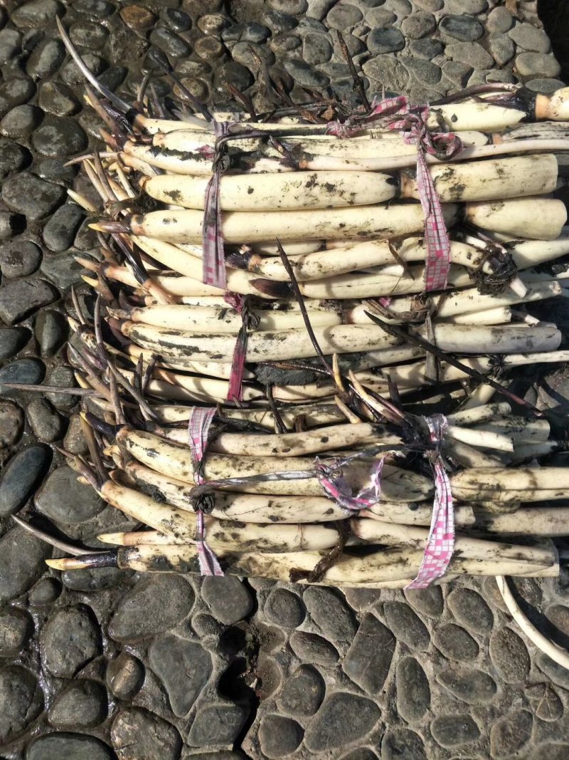 水生植物