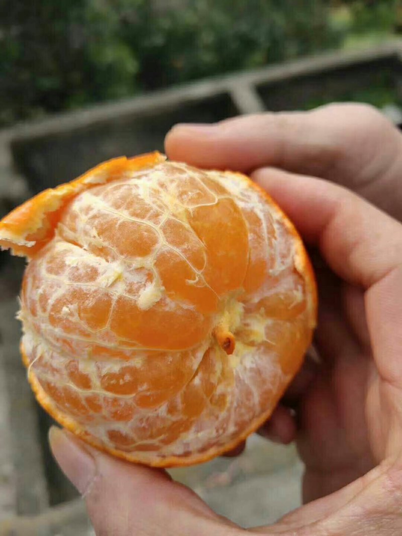 沃柑，默科特，口感香甜，香味浓郁，果皮薄，果肉嫩无渣