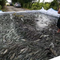 河南优质杂交黑鱼苗！明码标价基地直供