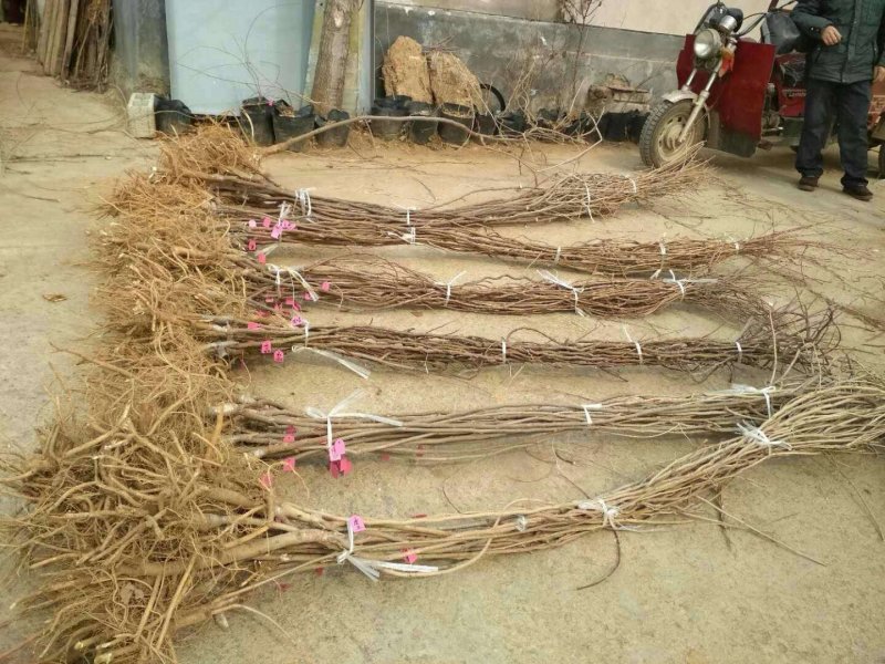 紫藤进口多花紫藤紫罗兰紫水晶瀑布口红中提琴重瓣