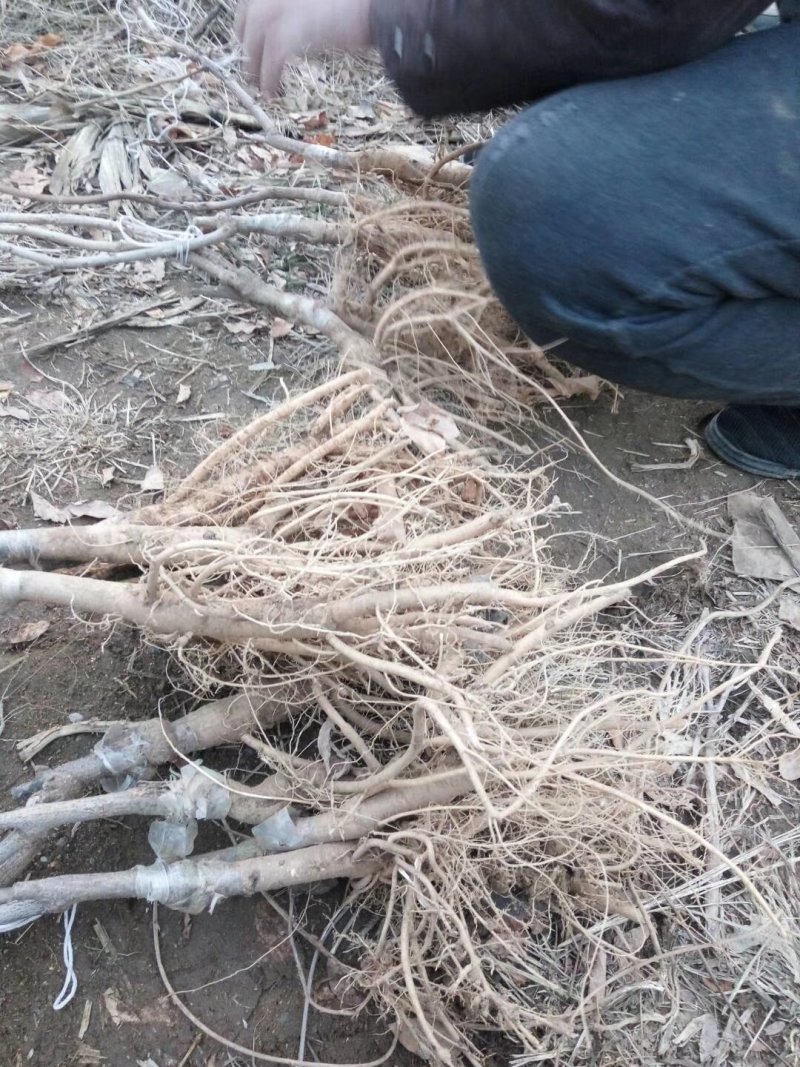 紫藤进口多花紫藤紫罗兰紫水晶瀑布口红中提琴重瓣
