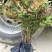 绿化苗木南天竹庭院植物南天竹苗南天竺红天竹盆栽盆景绿篱