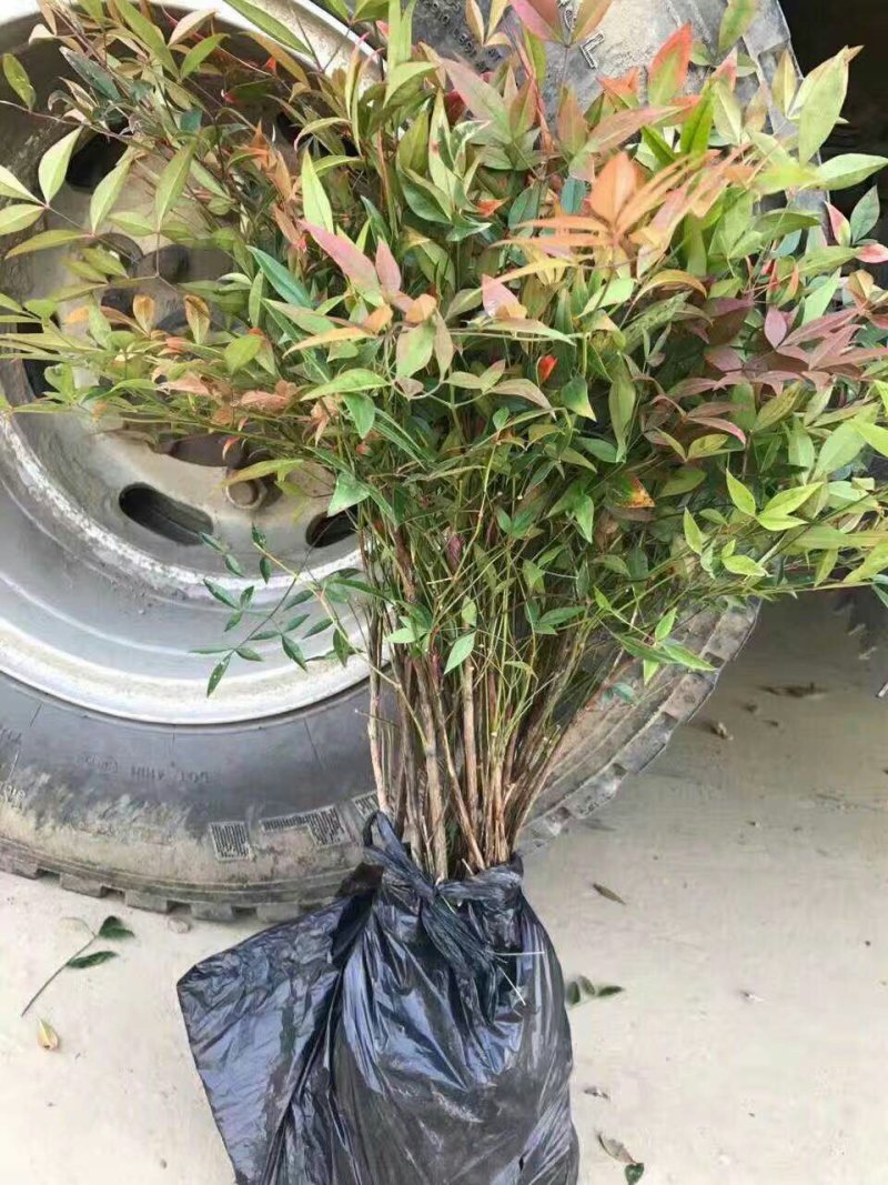 绿化苗木南天竹庭院植物南天竹苗南天竺红天竹盆栽盆景绿篱