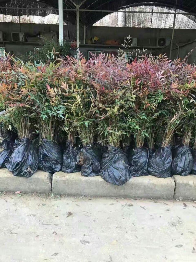 绿化苗木南天竹庭院植物南天竹苗南天竺红天竹盆栽盆景绿篱