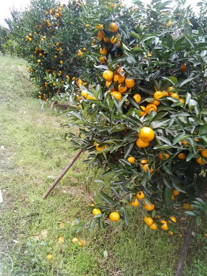 马水桔