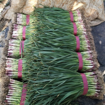 河南红根蒜苗，青蒜，，质量保证，代发全国，可实地