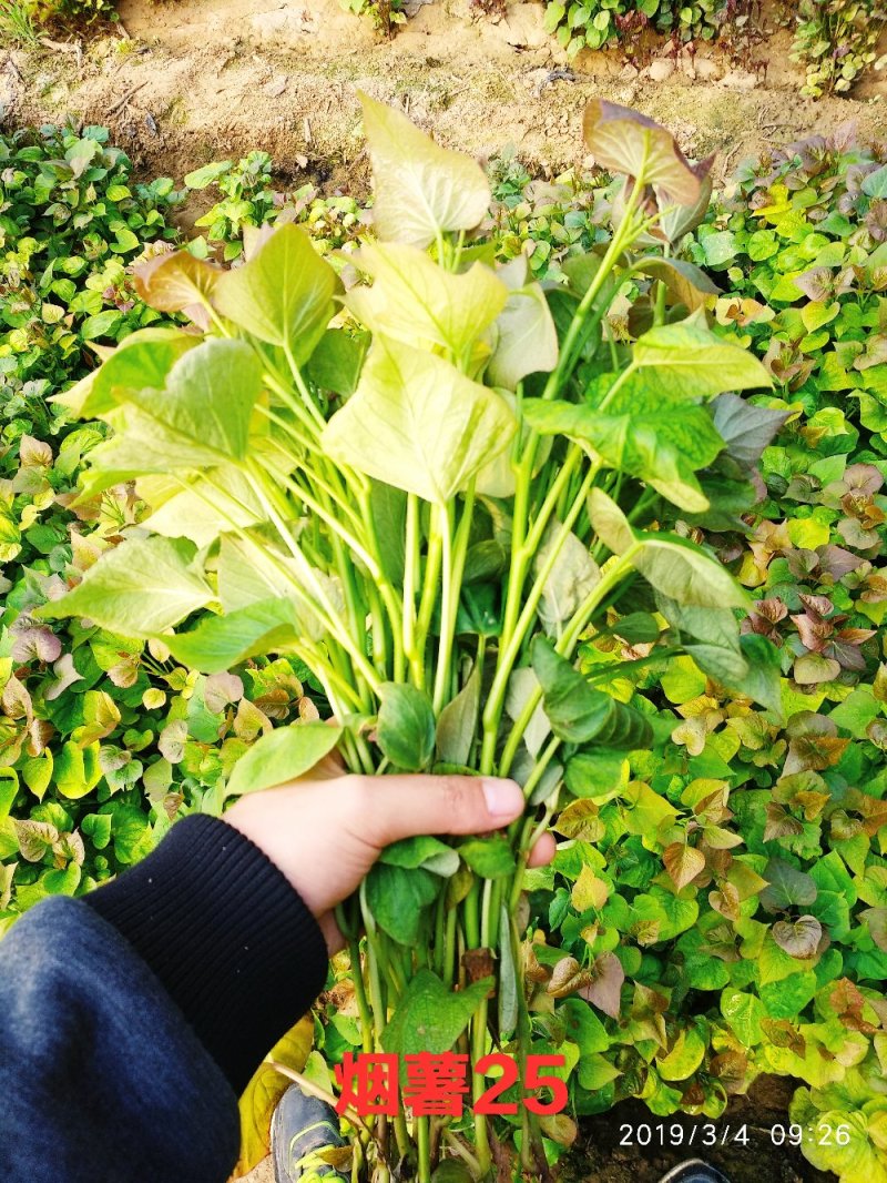 烟薯25西瓜红脱毒原种红薯苗