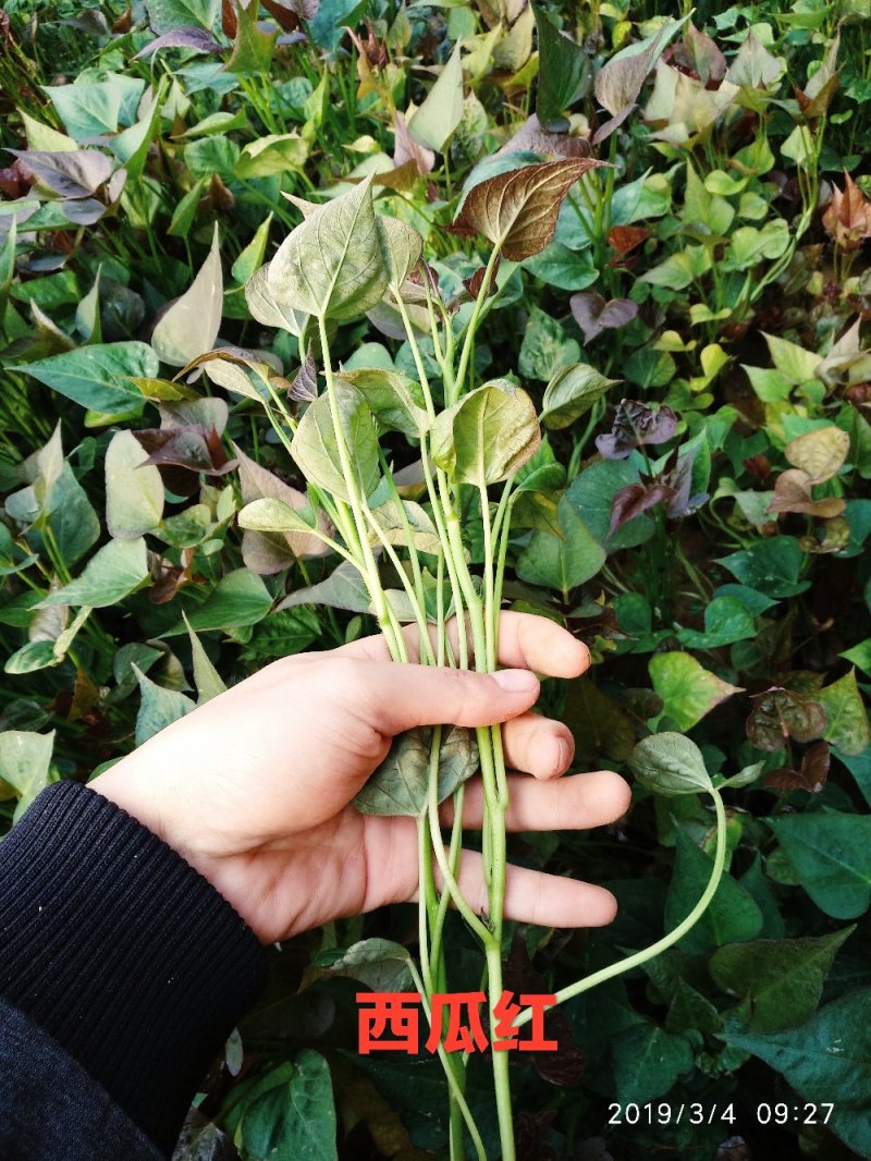 烟薯25西瓜红脱毒原种红薯苗
