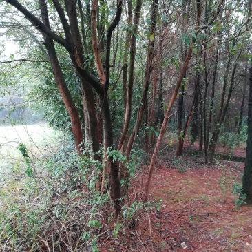 大批量供应多杆大小香樟树