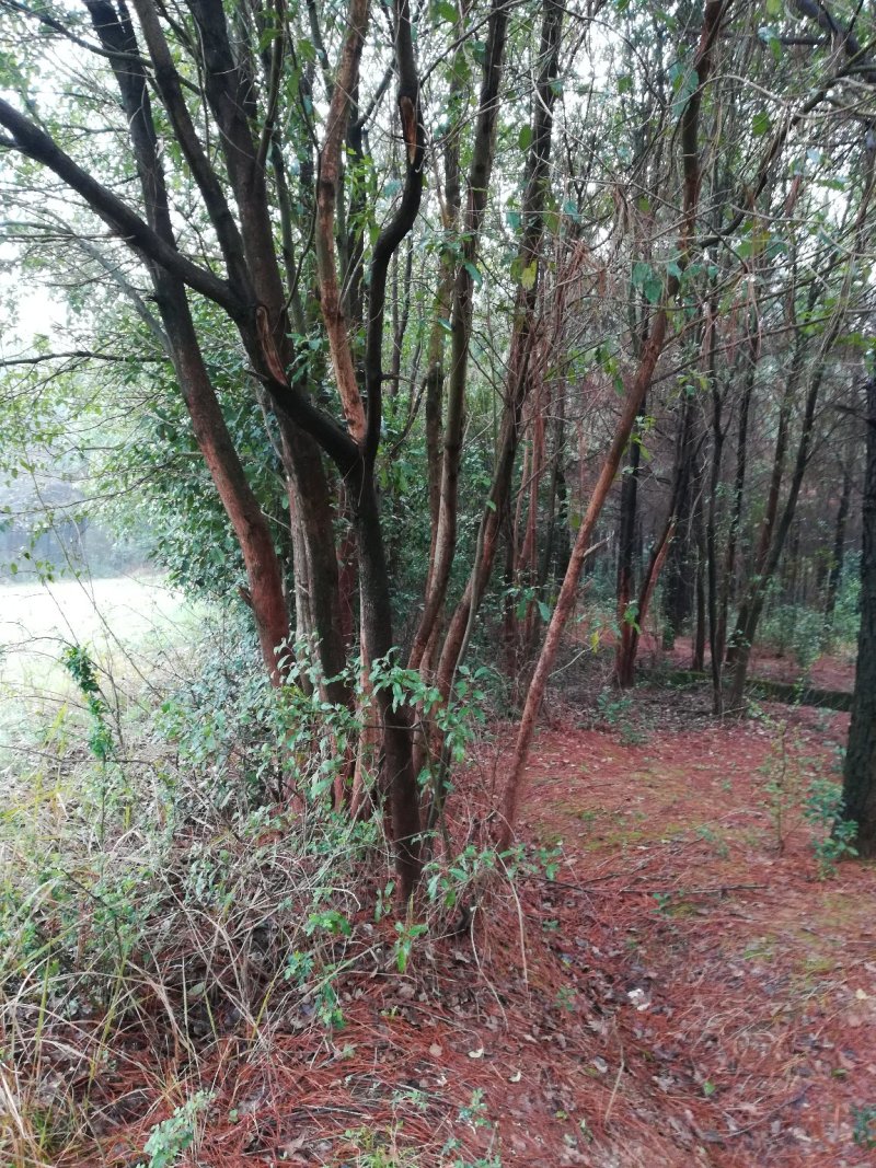 大批量供应多杆大小香樟树