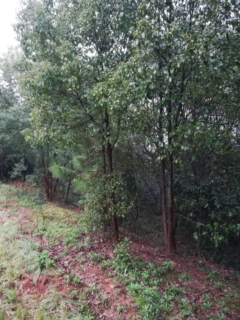 大批量供应多杆大小香樟树