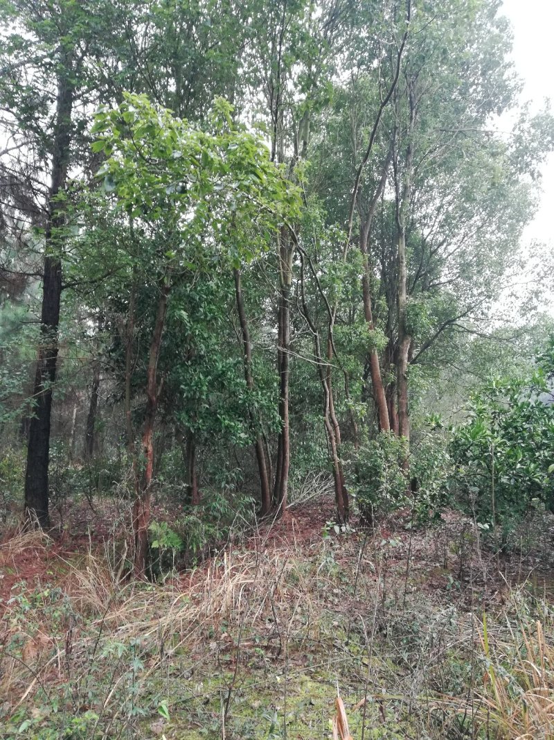 大批量供应多杆大小香樟树