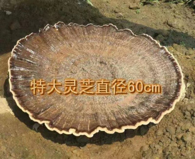 灵芝菌种