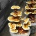 灵芝，灵芝全系列