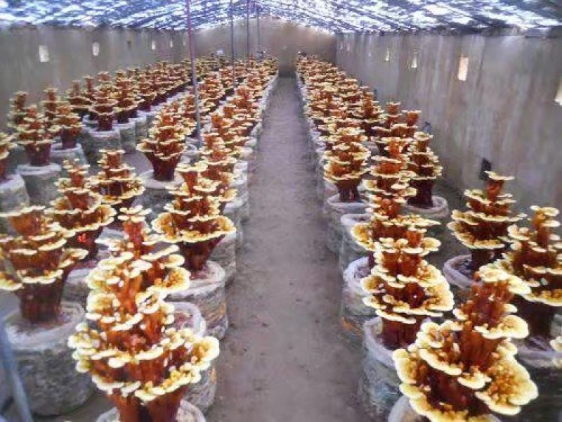 灵芝，灵芝全系列