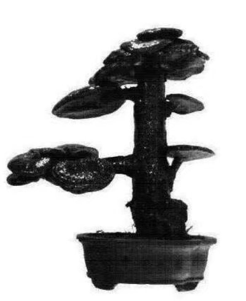 灵芝菌棒