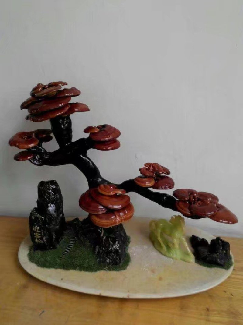 赤灵芝