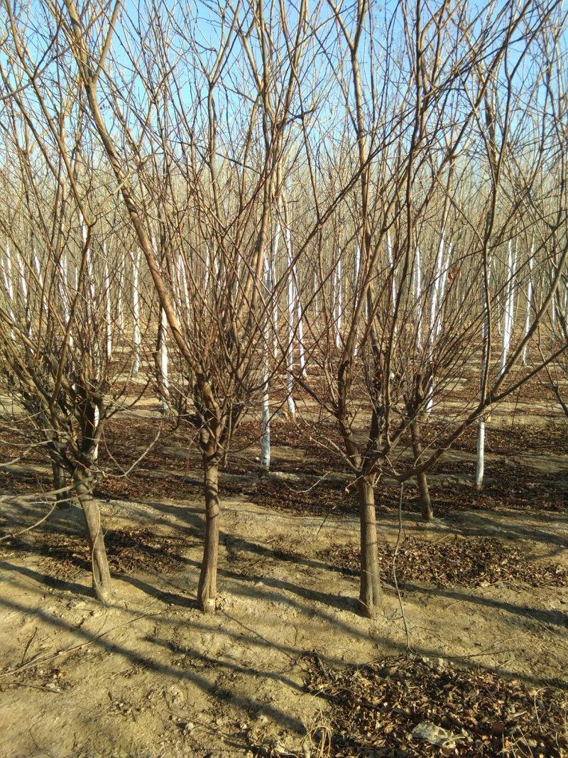 国槐太阳李