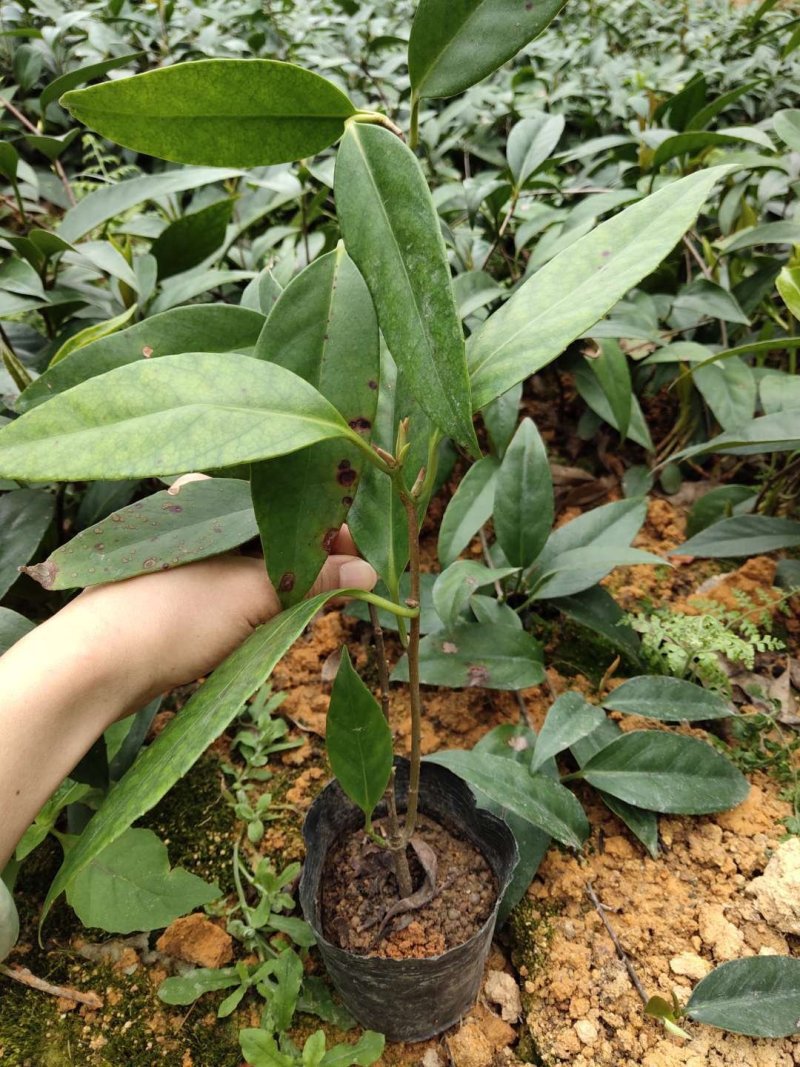 优质南北方可种植布福娜，黑老虎树苗，基地直批，放心苗