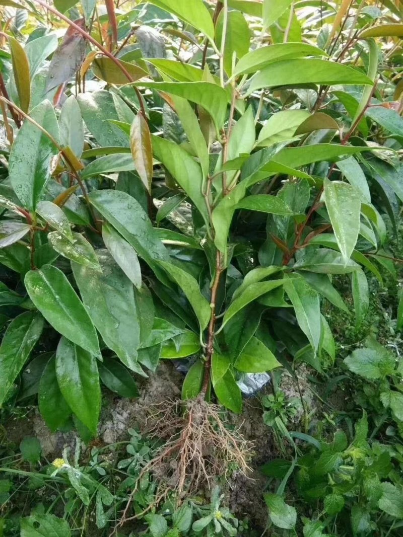 优质南北方可种植布福娜，黑老虎树苗，基地直批，放心苗