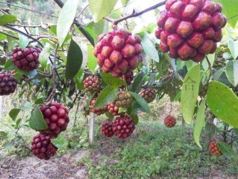 优质南北方可种植布福娜，黑老虎树苗，基地直批，放心苗