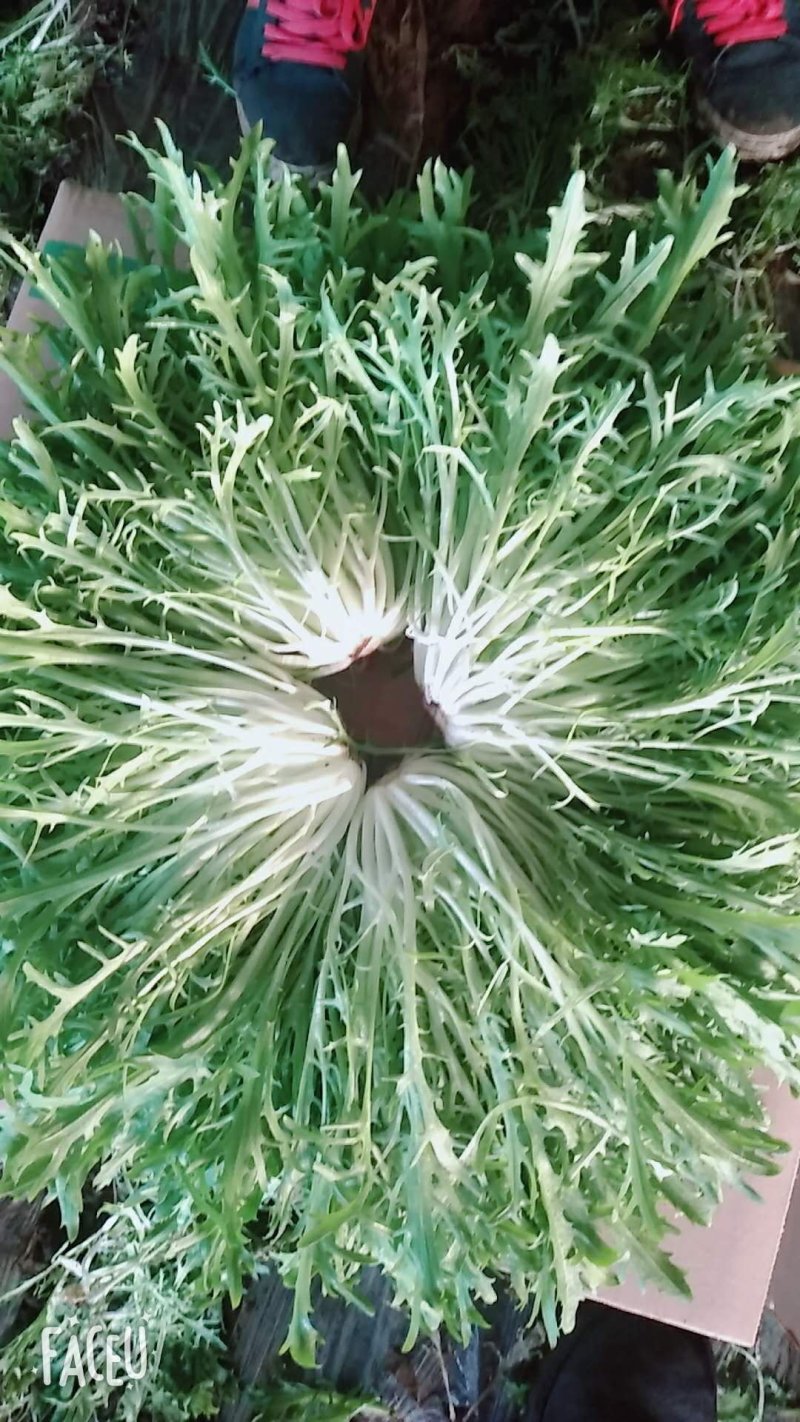 精品苦菊