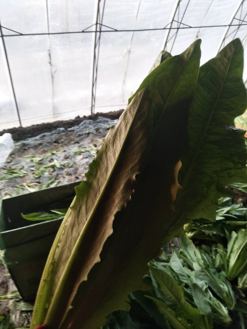 精品油麦菜