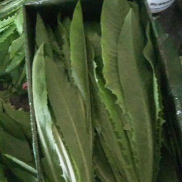 精品油麦菜