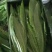 精品油麦菜