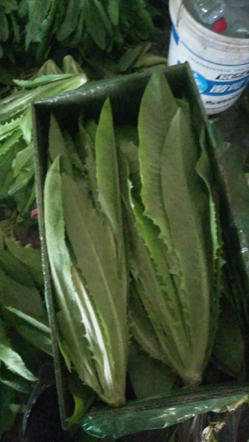 精品油麦菜