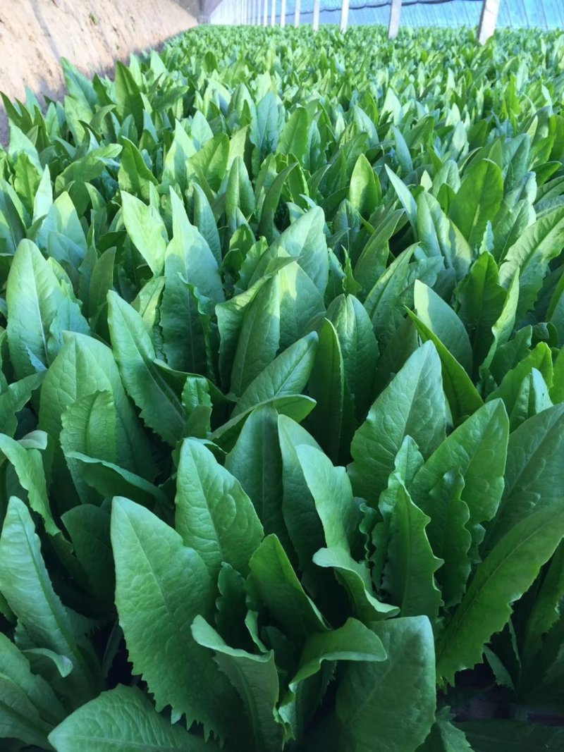 精品油麦菜