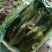 精品油麦菜