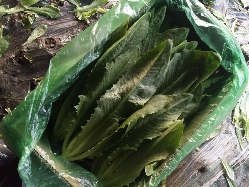 精品油麦菜