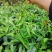 优质南北方可种植布福娜，黑老虎树苗，基地直批，放心苗