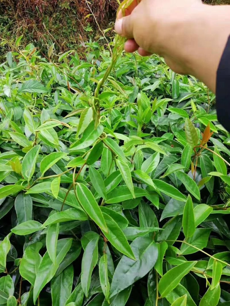 优质南北方可种植布福娜，黑老虎树苗，基地直批，放心苗